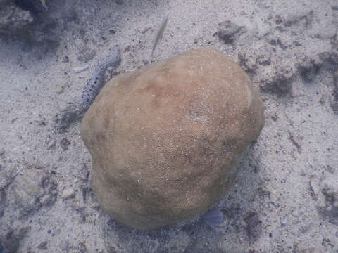 Image of spine coral