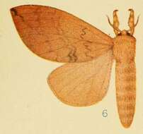 Image of Brachychira ferruginea Aurivillius 1905