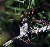 Image of Calypte Gould 1856