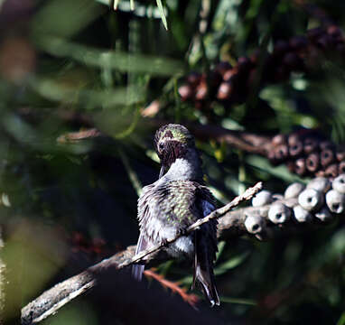 Image of Calypte Gould 1856