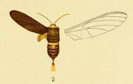 Слика од Paramelisa lophura Aurivillius 1905