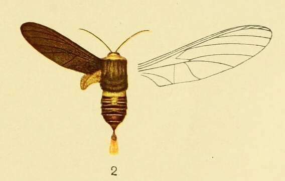 Imagem de Paramelisa lophura Aurivillius 1905