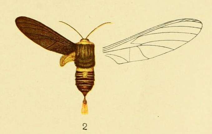 Image of Paramelisa lophura Aurivillius 1905