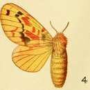 Image de Chrysopsyche lamani Aurivillius 1906