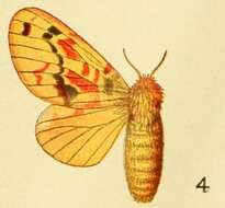 Image de Chrysopsyche lamani Aurivillius 1906