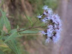 Aristeguietia discolor (DC.) R. King & H. Rob.的圖片