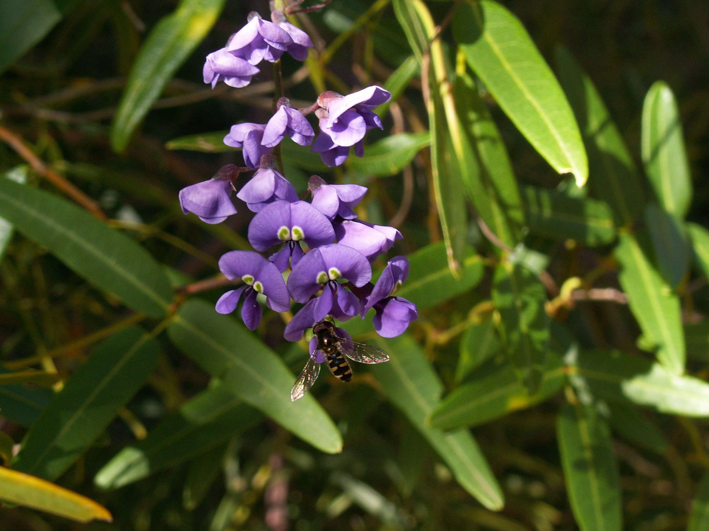 Image of Australian lilac vine