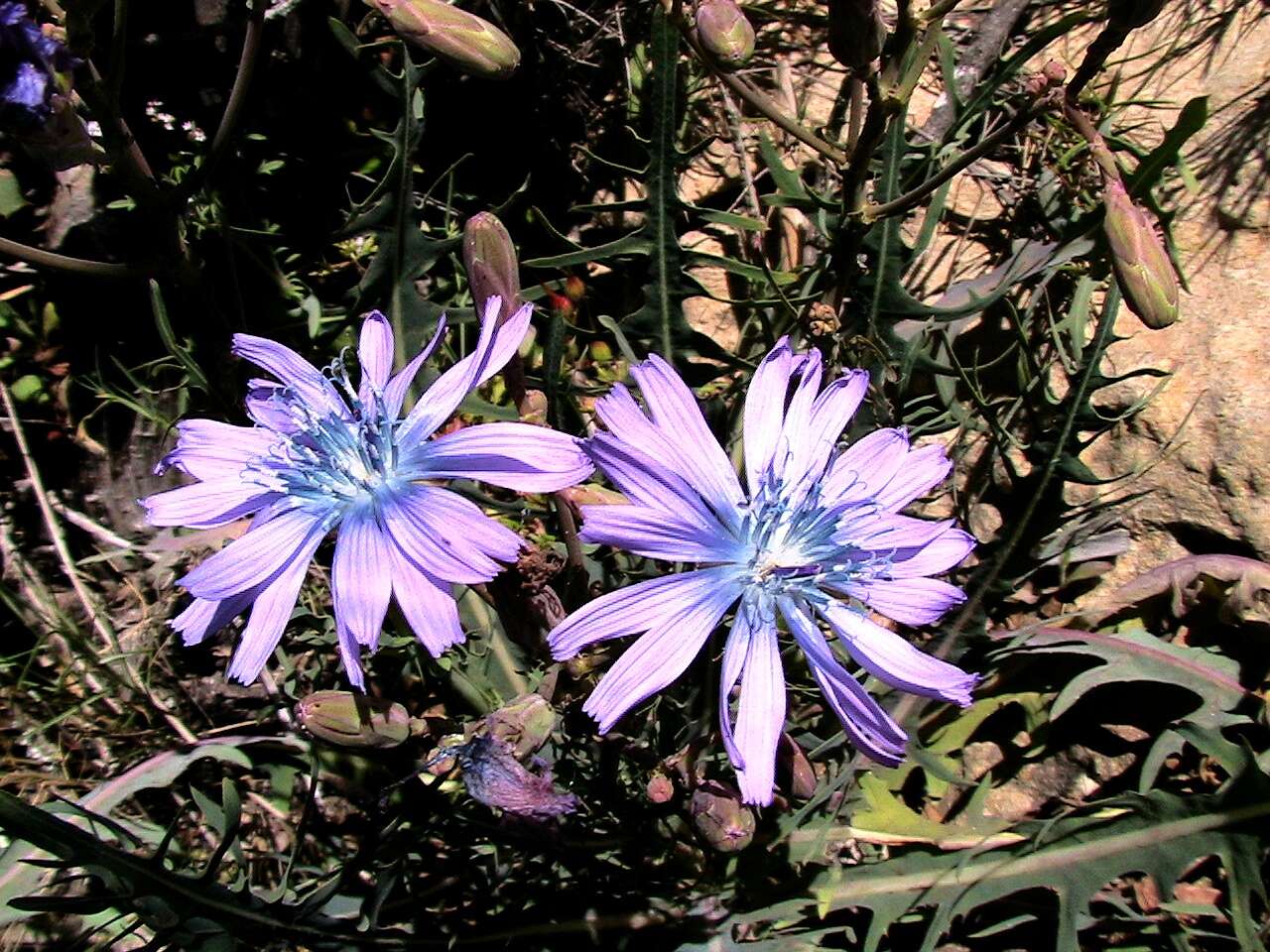 Image of Blue lettuce