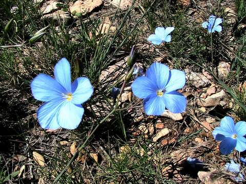 Image of Blue flax