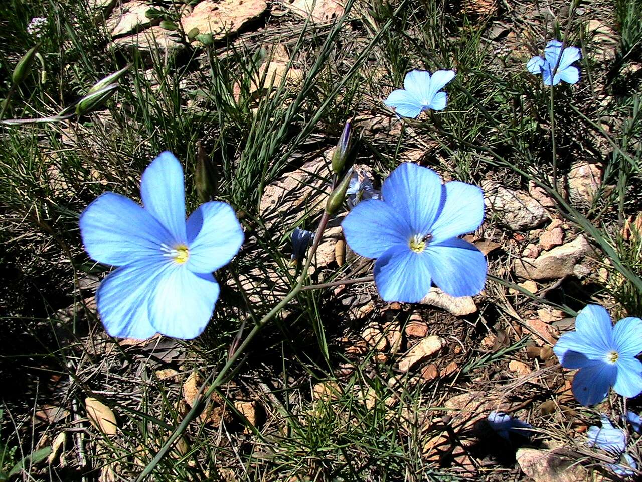 Image of Blue flax