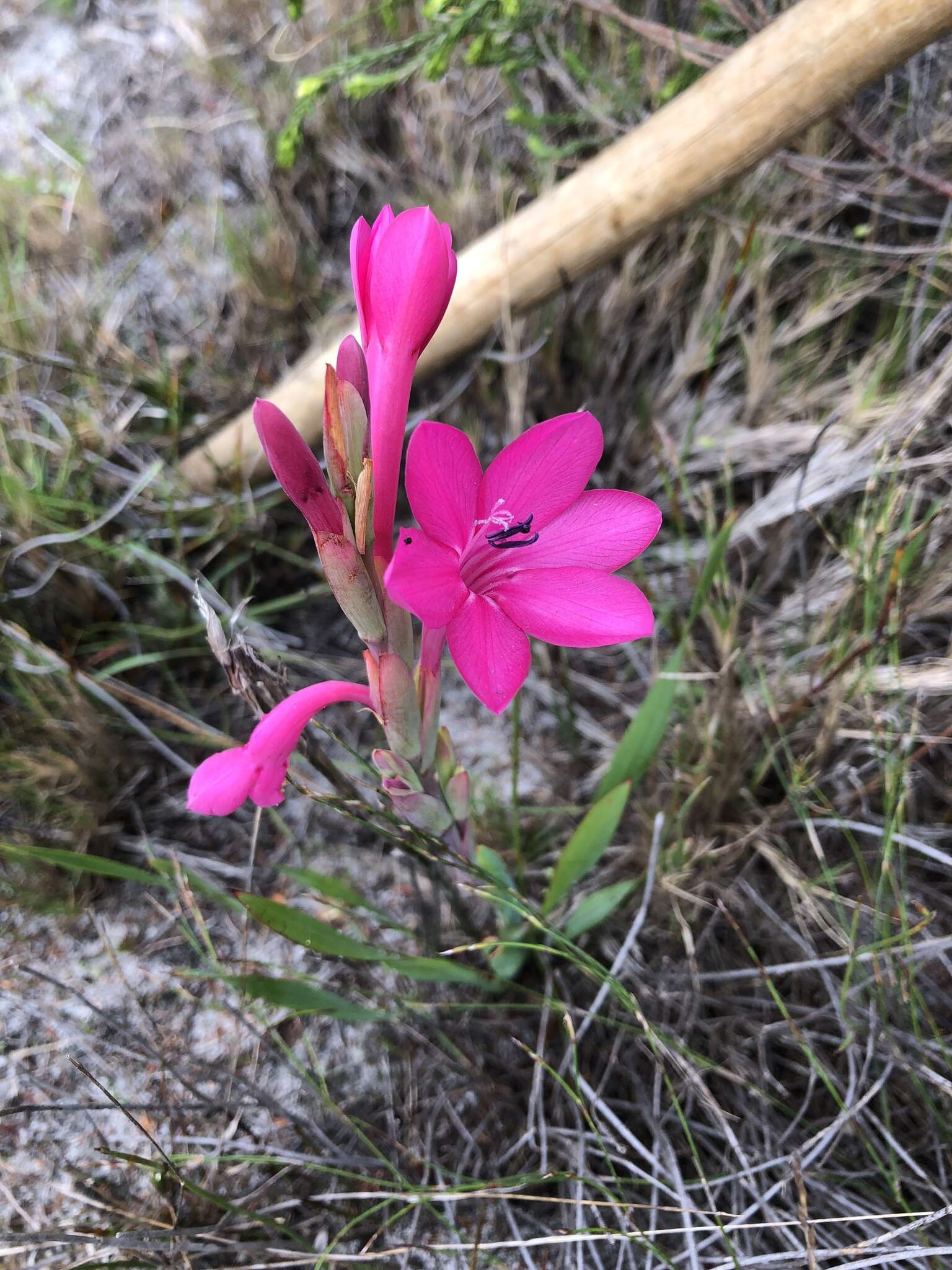 Imagem de Watsonia coccinea (Herb. ex Baker) Baker