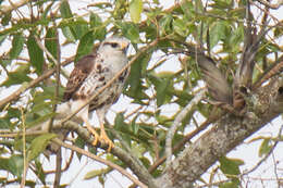 Image of Grey-lined Hawk