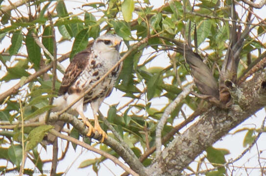 Image of Grey-lined Hawk