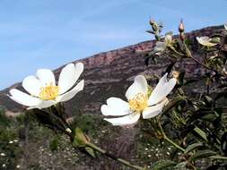 Image of dog rose