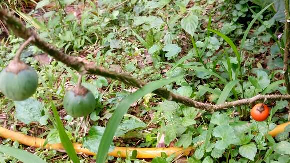 Imagem de Solanum capsicoides Allioni