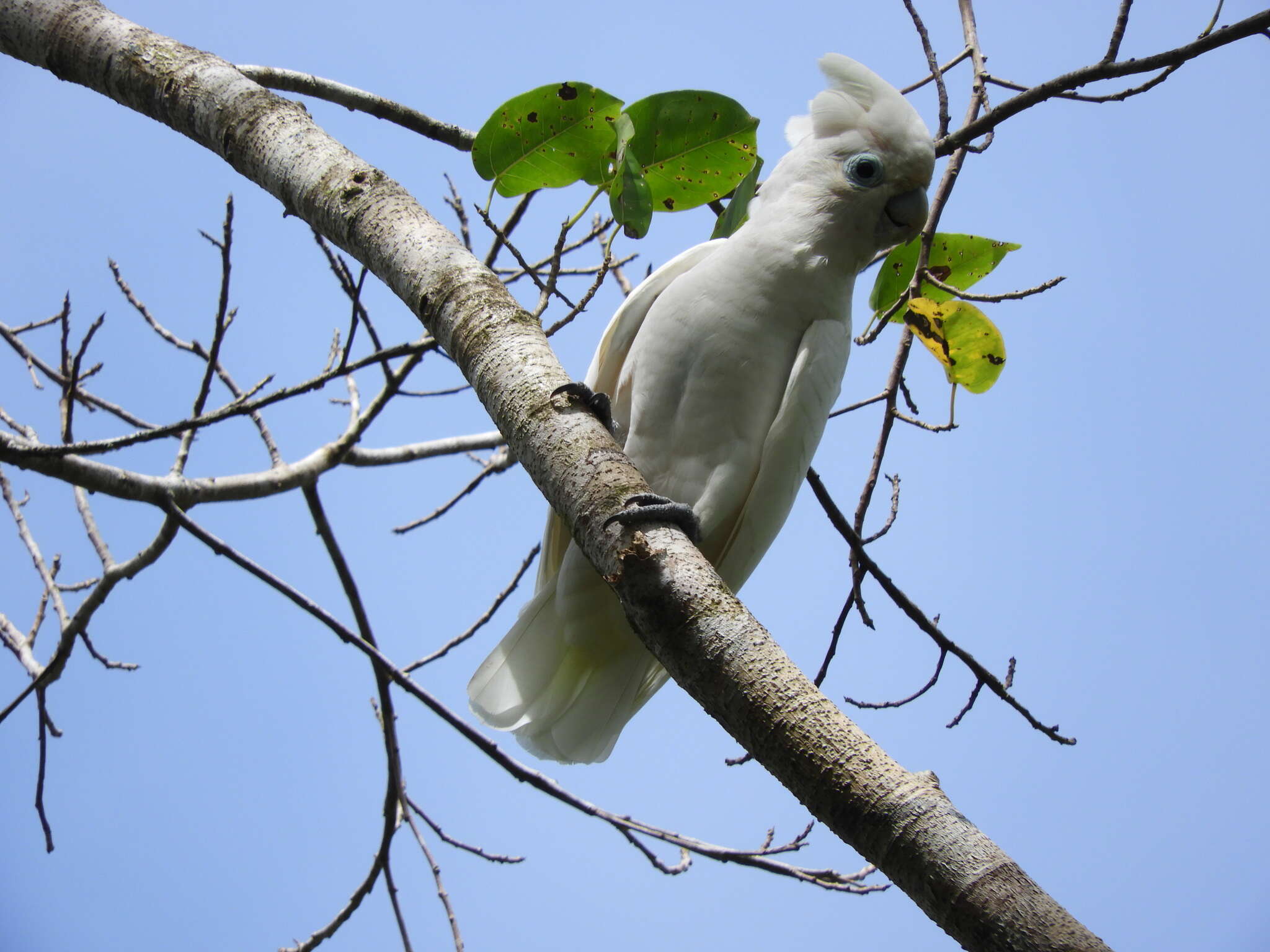 Image of Broad-crested Corella