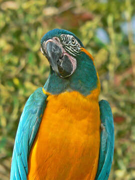 Image of Blue-throated Macaw