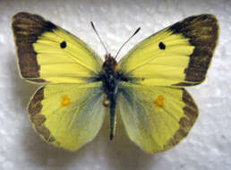 Image of Eastern Pale Clouded Yellow