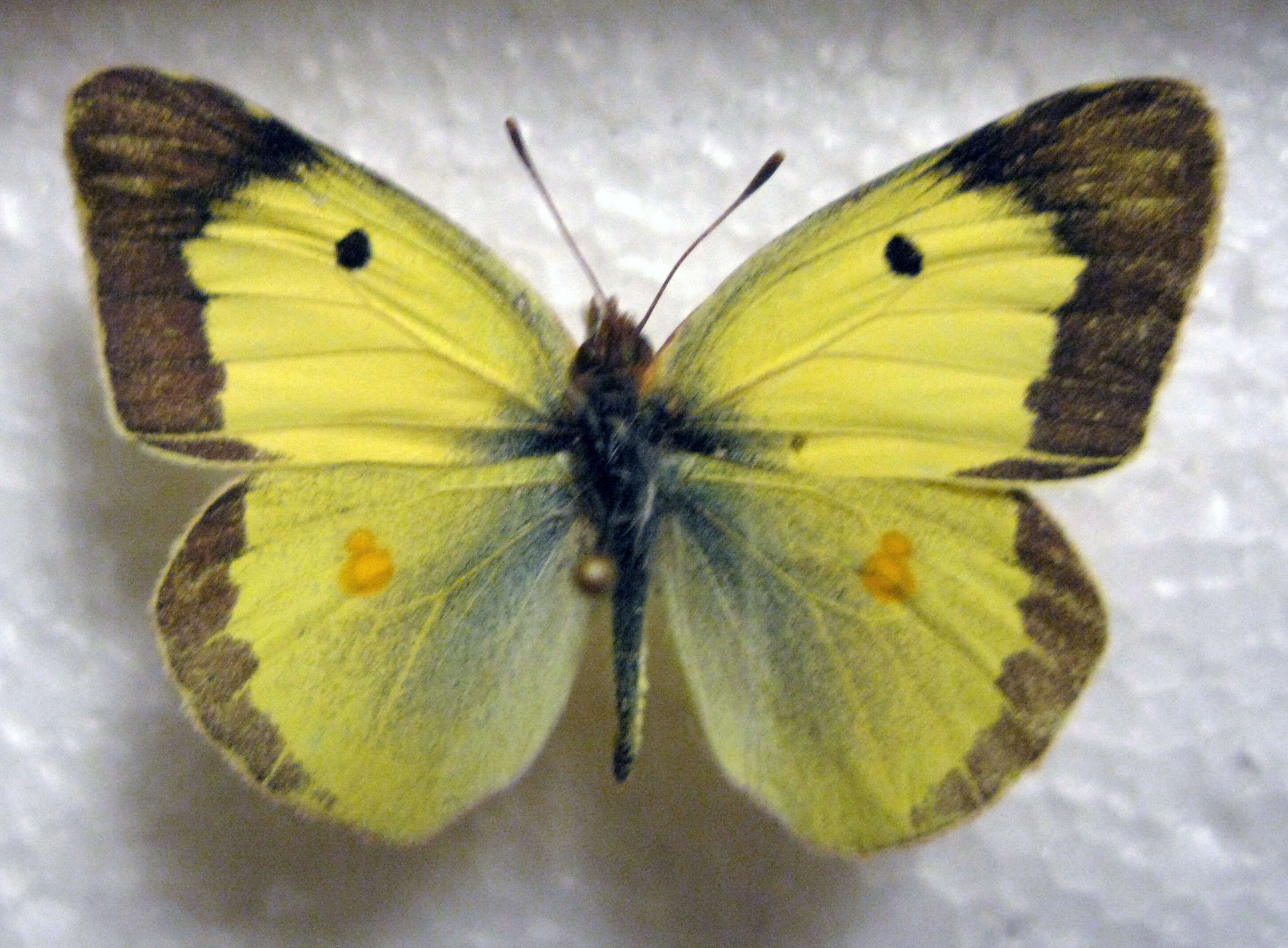 Image of Eastern Pale Clouded Yellow