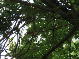 Image of Bay-breasted Warbler