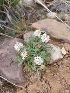 Imagem de Chaenactis douglasii var. alpina A. Gray