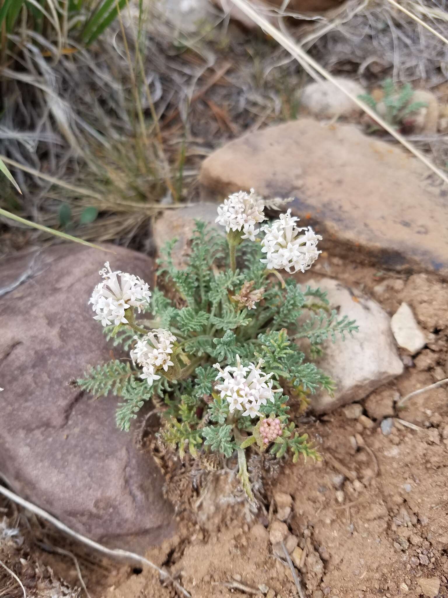 Image of alpine dustymaiden