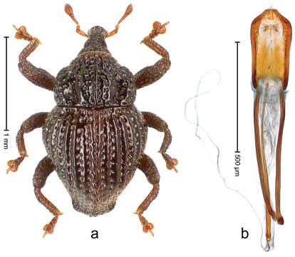 Image of Trigonopterus baliensis Riedel 2014