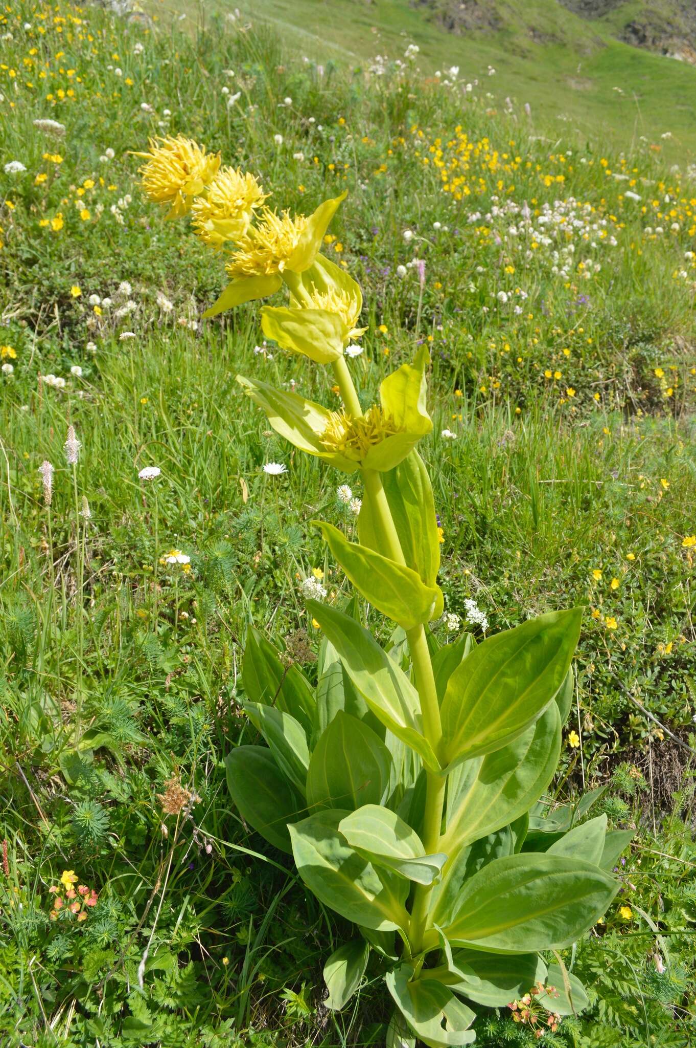 Image of bitter root