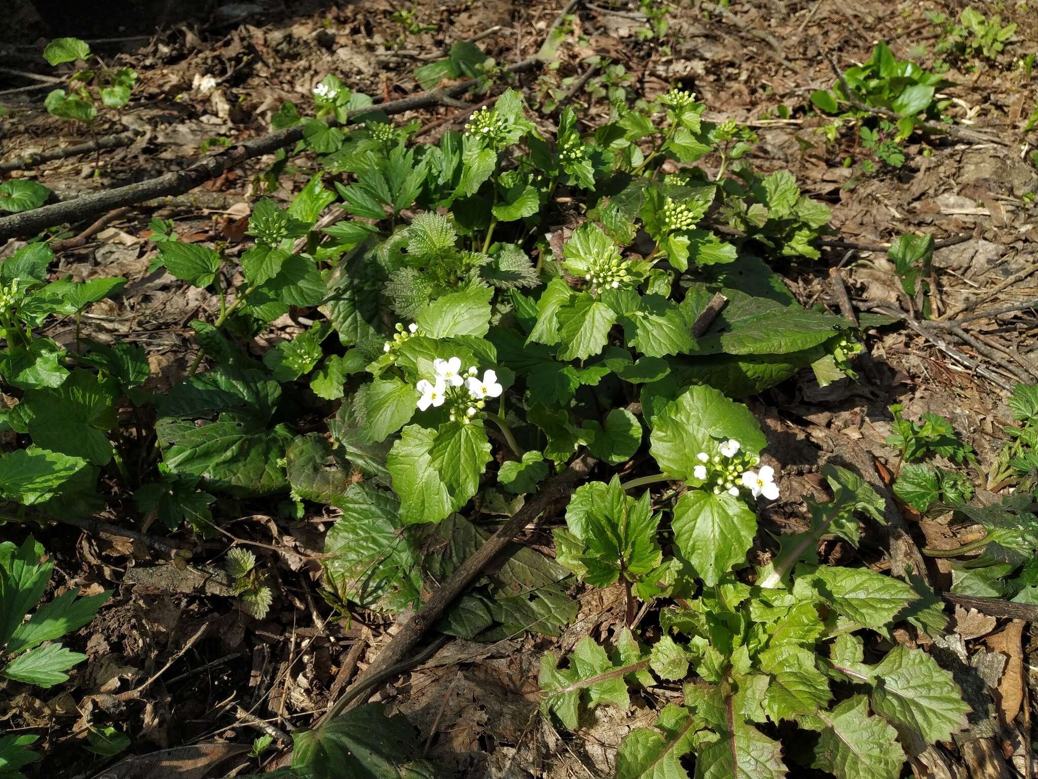 Imagem de Pachyphragma macrophyllum (Hoffm.) N. Busch