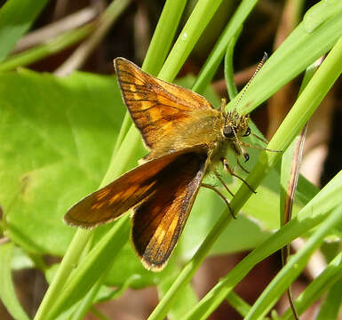 Image of Ochlodes sylvanus