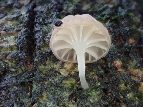 Image of Mycena pseudocorticola Kühner 1938