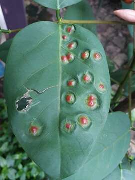 Image of Erythrina gall wasp