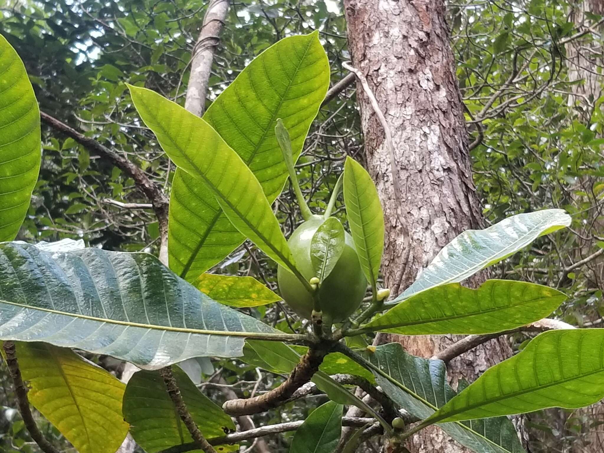 Plancia ëd Gardenia oudiepe Vieill.