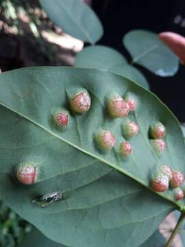 Image of Erythrina gall wasp