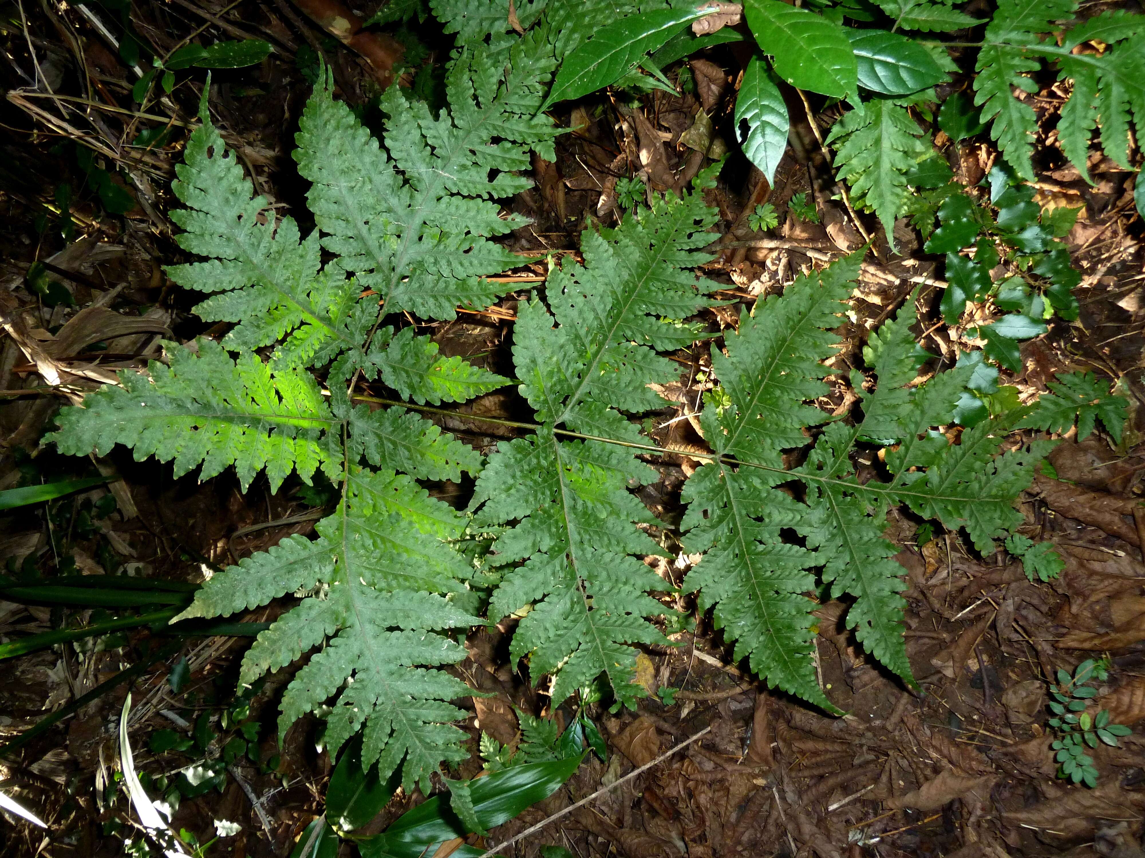 Image of Tectaria gemmifera (Fée) Alston