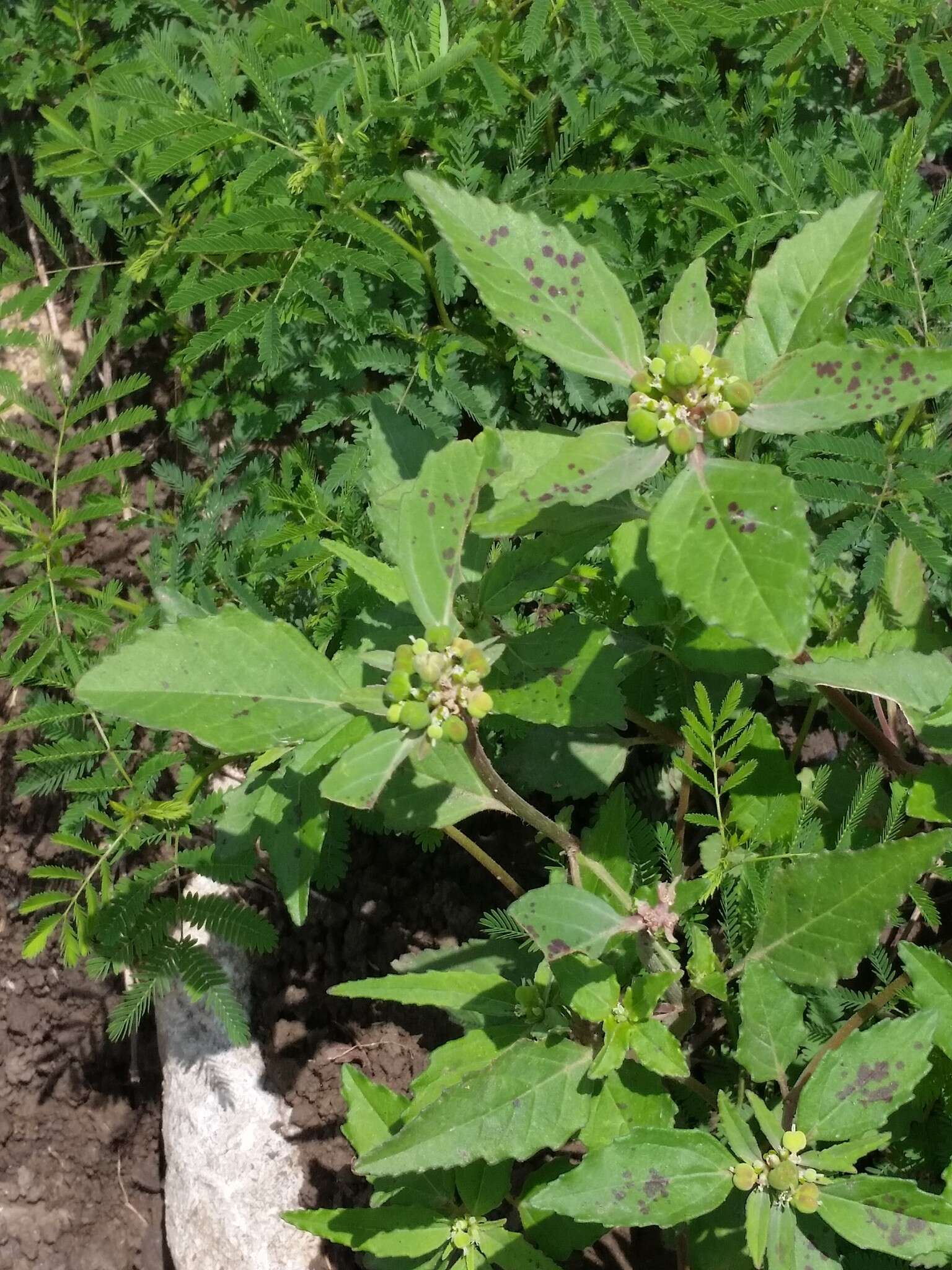 Слика од Euphorbia dentata Michx.