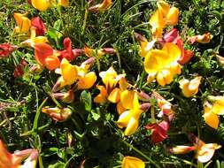 Image of Common Bird's-foot-trefoil