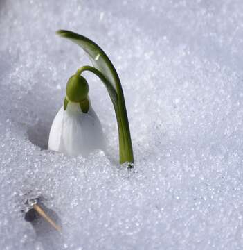 Image of giant snowdrop