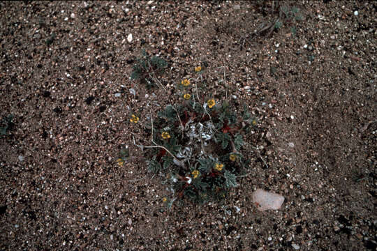 Image of silverweed cinquefoil