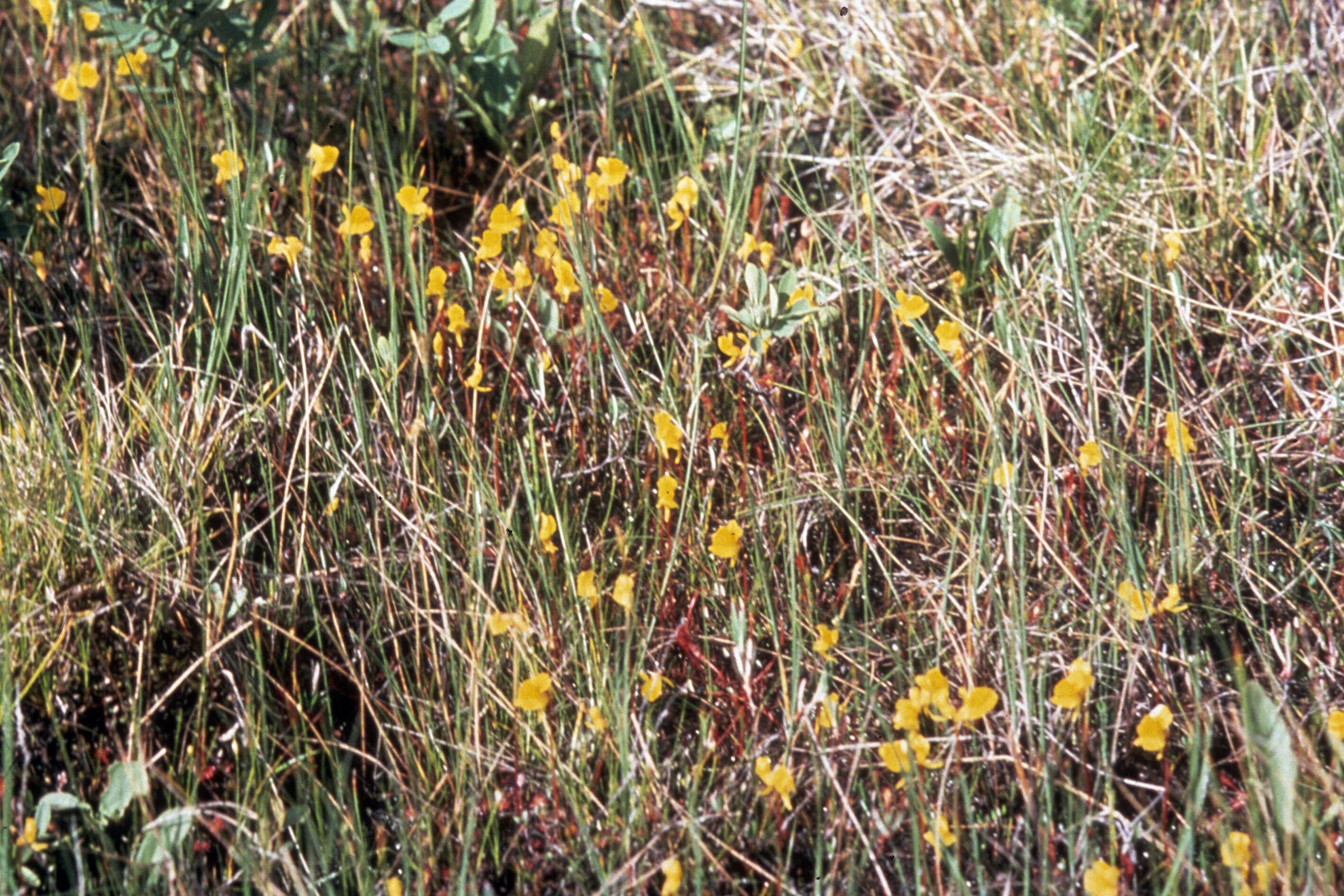 Image of horned bladderwort