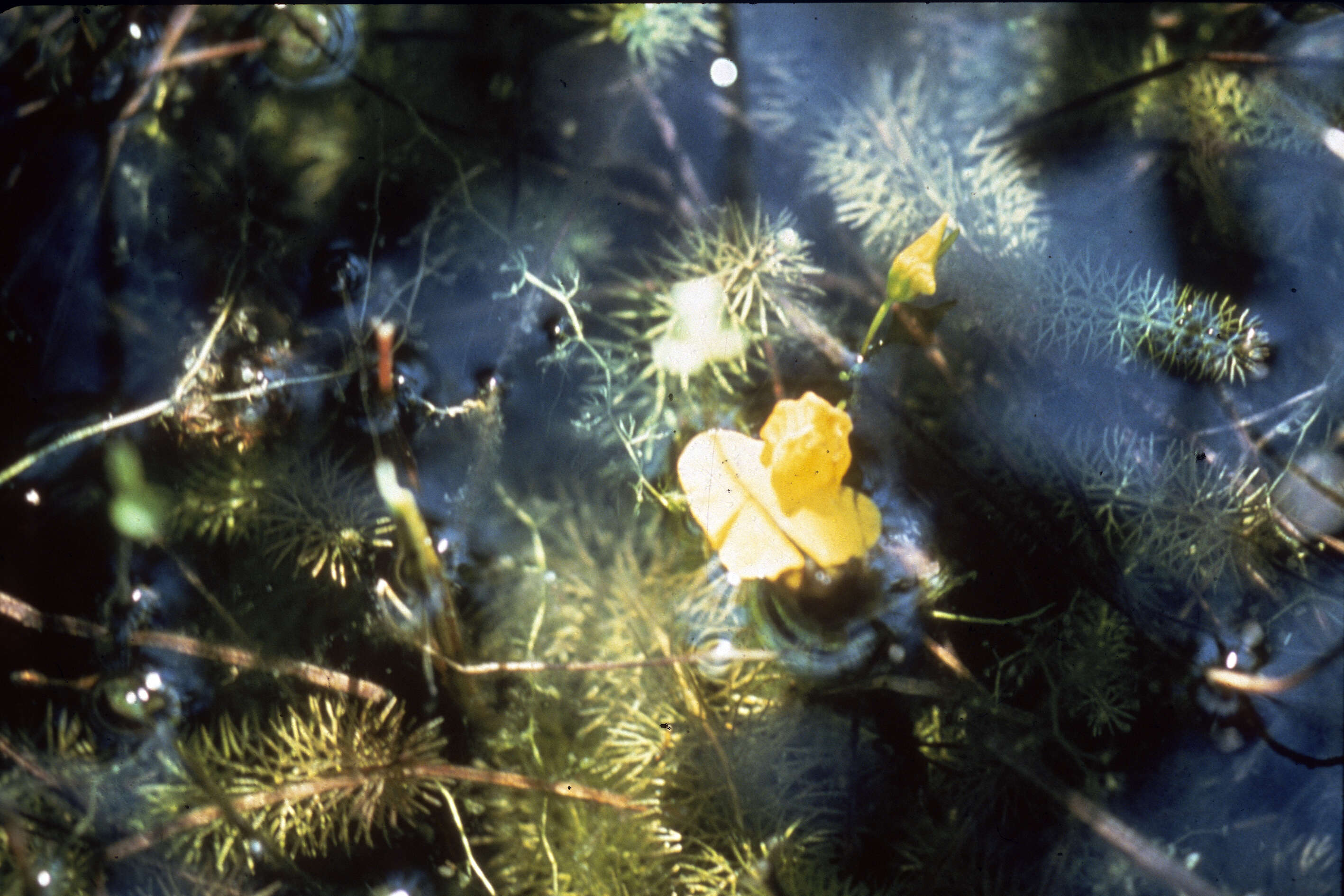 Image of flatleaf bladderwort