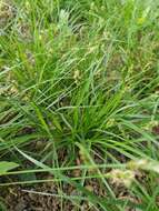 Image de Carex spicata Huds.