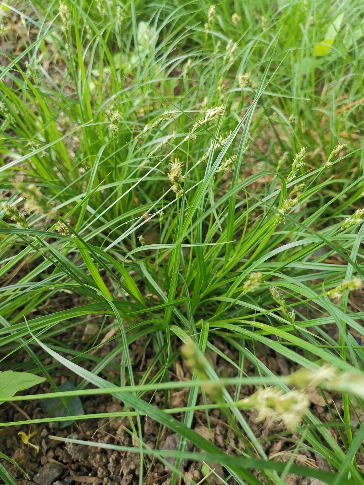 Image de Carex spicata Huds.