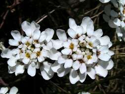 Plancia ëd Iberis sempervirens L.