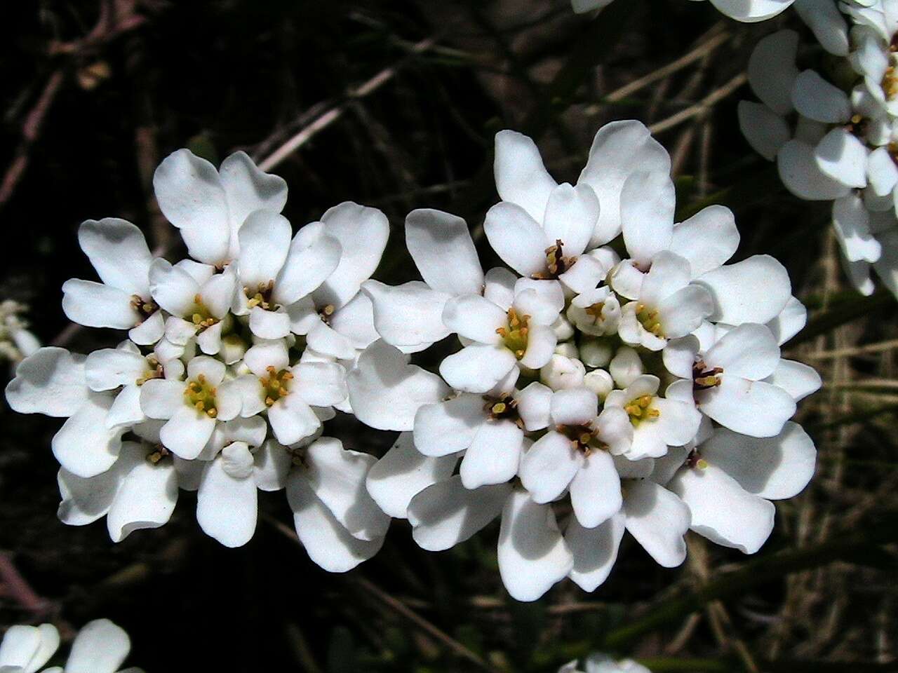 Imagem de Iberis sempervirens L.