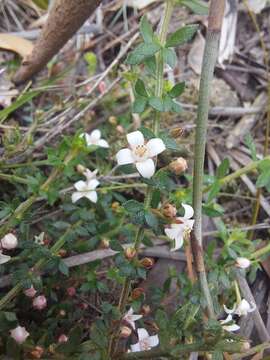 Image de Cyanothamnus nanus var. pubescens