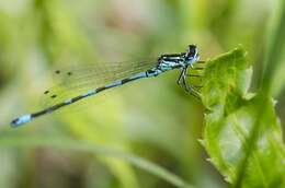 Image of Variable Bluet