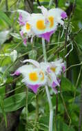 Plancia ëd Dendrobium devonianum Paxton