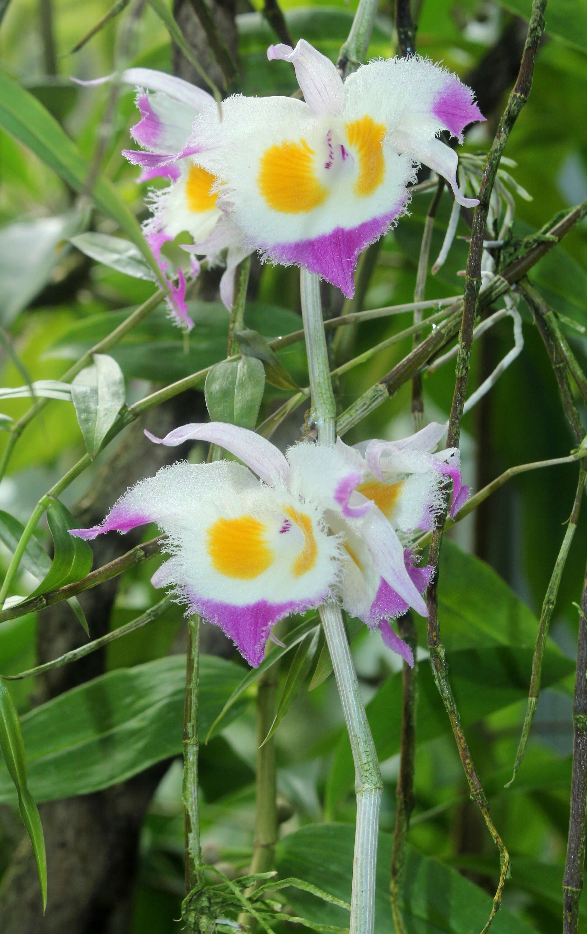 Plancia ëd Dendrobium devonianum Paxton