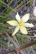 Image of Bobartia parva Gillett